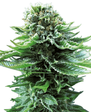 northern-light-automatic-cannabis-samen