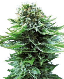northern-light-automatic-cannabis-samen