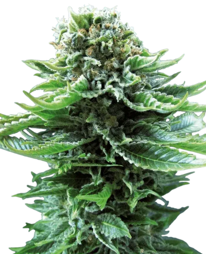 northern-light-automatic-cannabis-samen