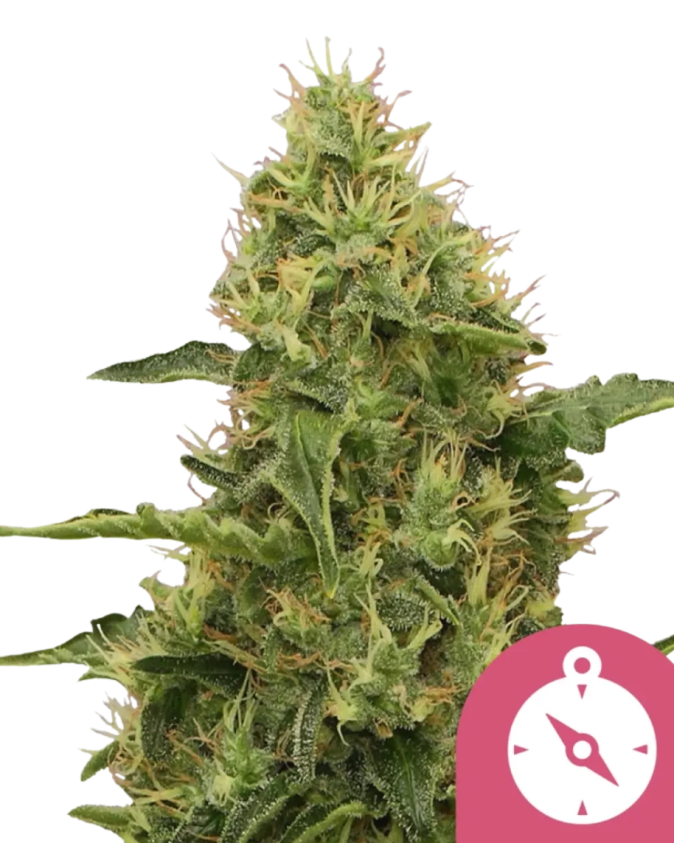 Northern Light Automatic; Indica Autoflower von Royal Queen Seeds