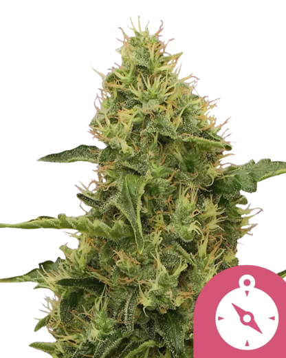 Northern Light Automatic; Indica Autoflower von Royal Queen Seeds