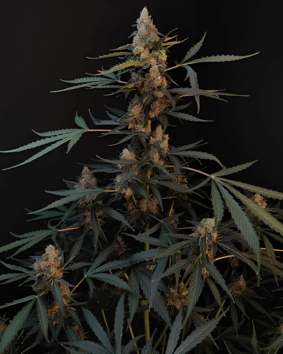 Northern Lights Auto von Fast Buds – autoflowering, indicadominante Cannabissamen des Northern-Lights-Klassikers.