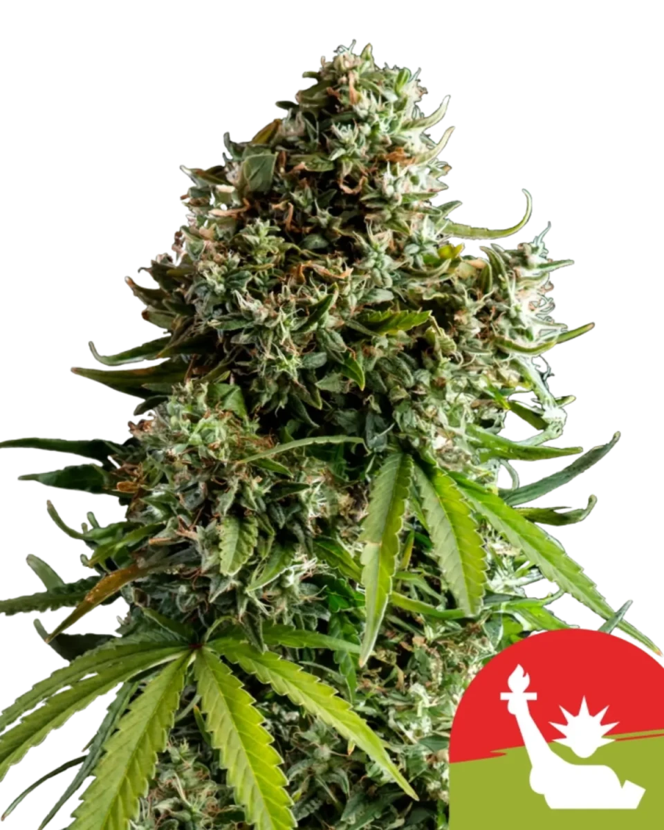 NYC Sour D Automatic Pflanze von Royal Queen Seeds.