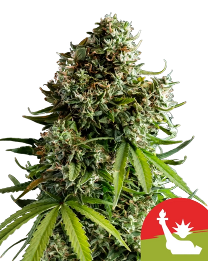 NYC Sour D Automatic Pflanze von Royal Queen Seeds.