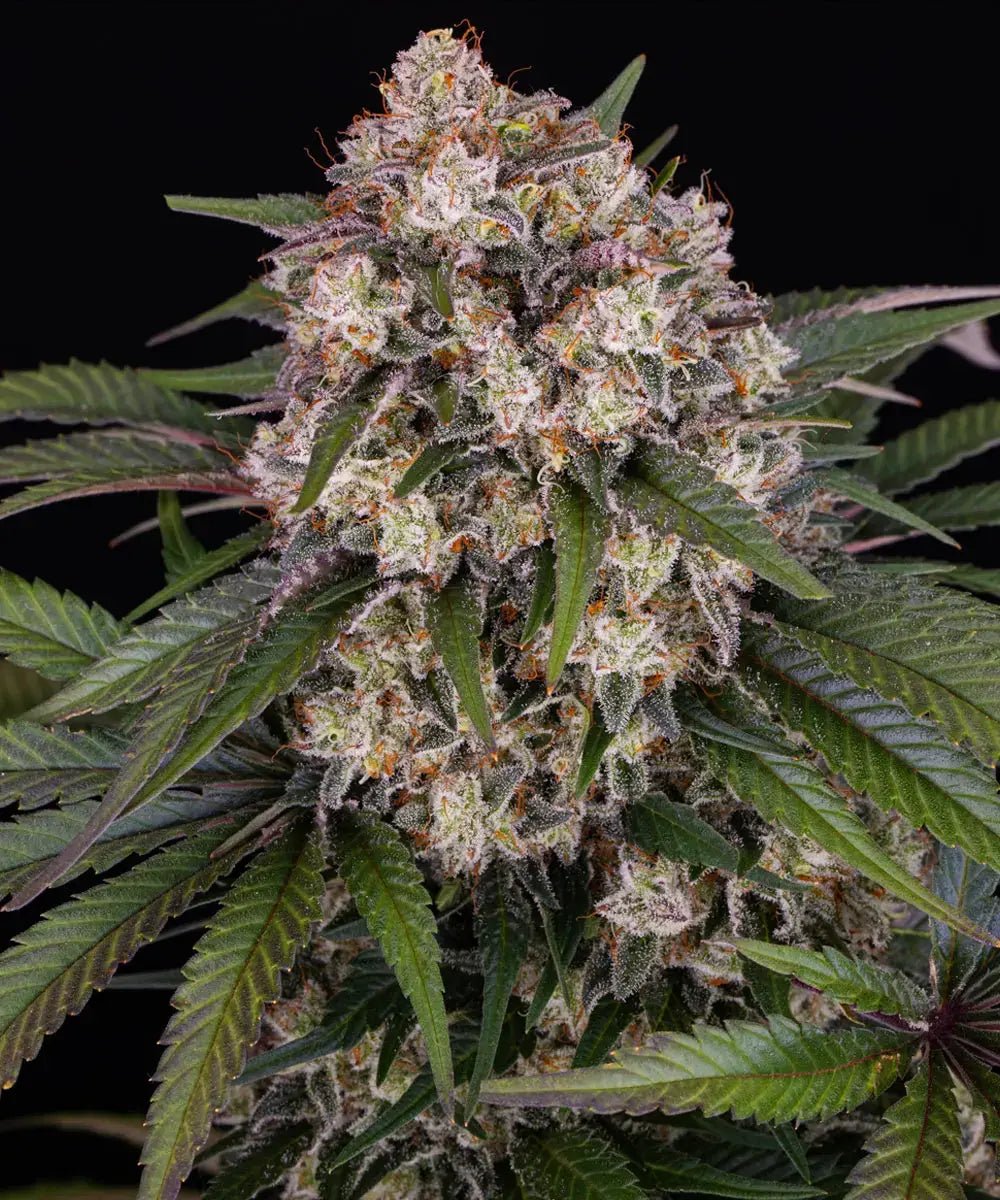 OG Kush Auto von Barney's Farm – indicabetonte Autoflower-Sorte, Packung mit 3 Samen
