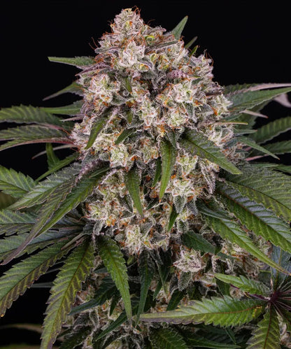 OG Kush Auto von Barney's Farm – indicabetonte Autoflower-Sorte, Packung mit 3 Samen