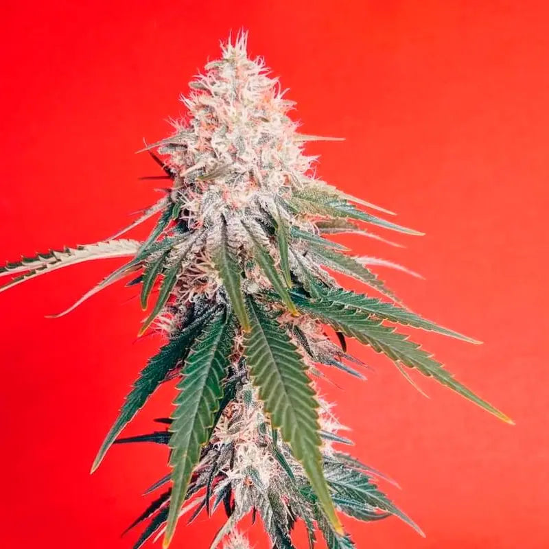 Silent Seeds OG Kush Cannabis Samen