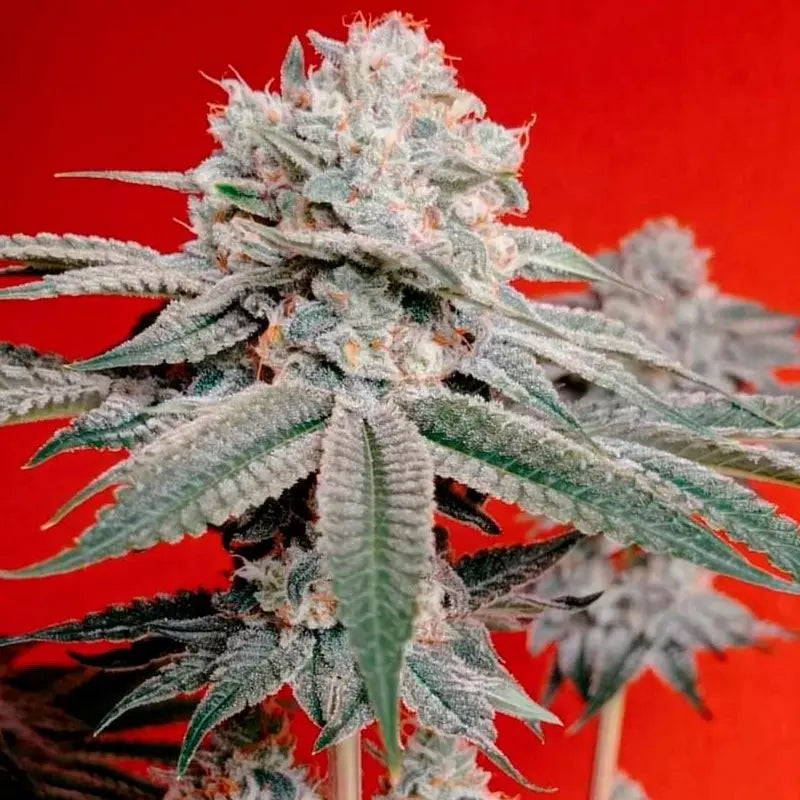 Silent Seeds OG Kush Cannabis Samen