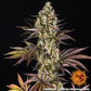 og-kush-hanfsamen