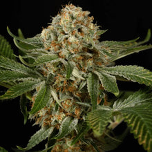 Silent Seeds OG Kush Cannabis Samen
