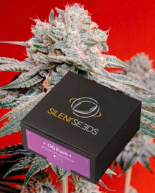 OG Kush von Silent Seeds – feminisierte Cannabis Samen