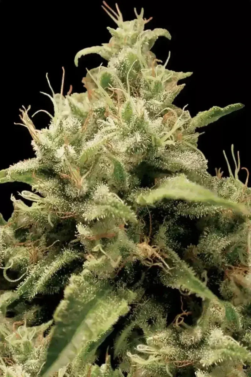 paradise-seeds-opium