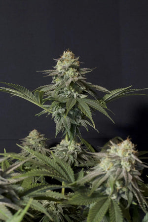 fastbuds-orange-sherbet