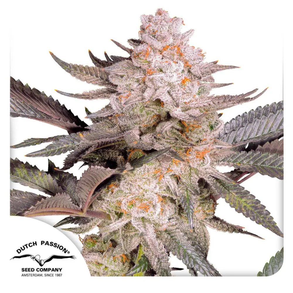 Orange Bud 2.0 von Dutch Passion