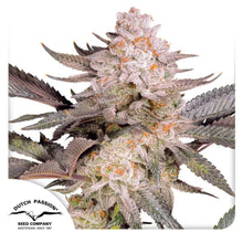 Orange Bud 2.0 von Dutch Passion