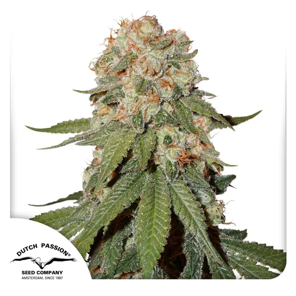 Orange Bud von Dutch Passion