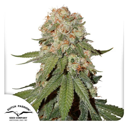 Orange Bud von Dutch Passion