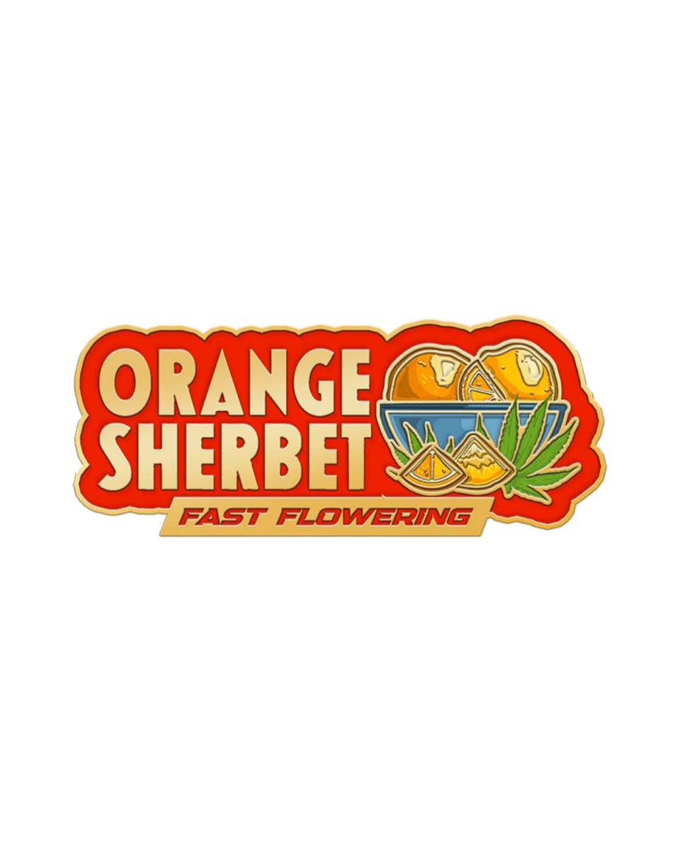 Orange Sherbet FF Fast Buds