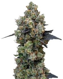 Orbital Banana F1 von Royal Queen Seeds