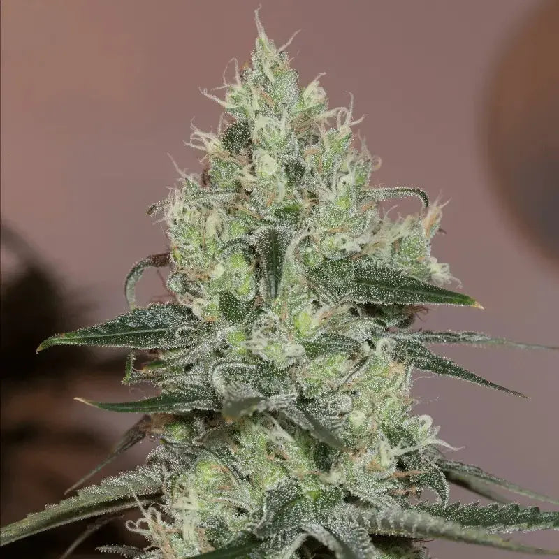 Silent Seeds Original Amnesia Cannabis Samen