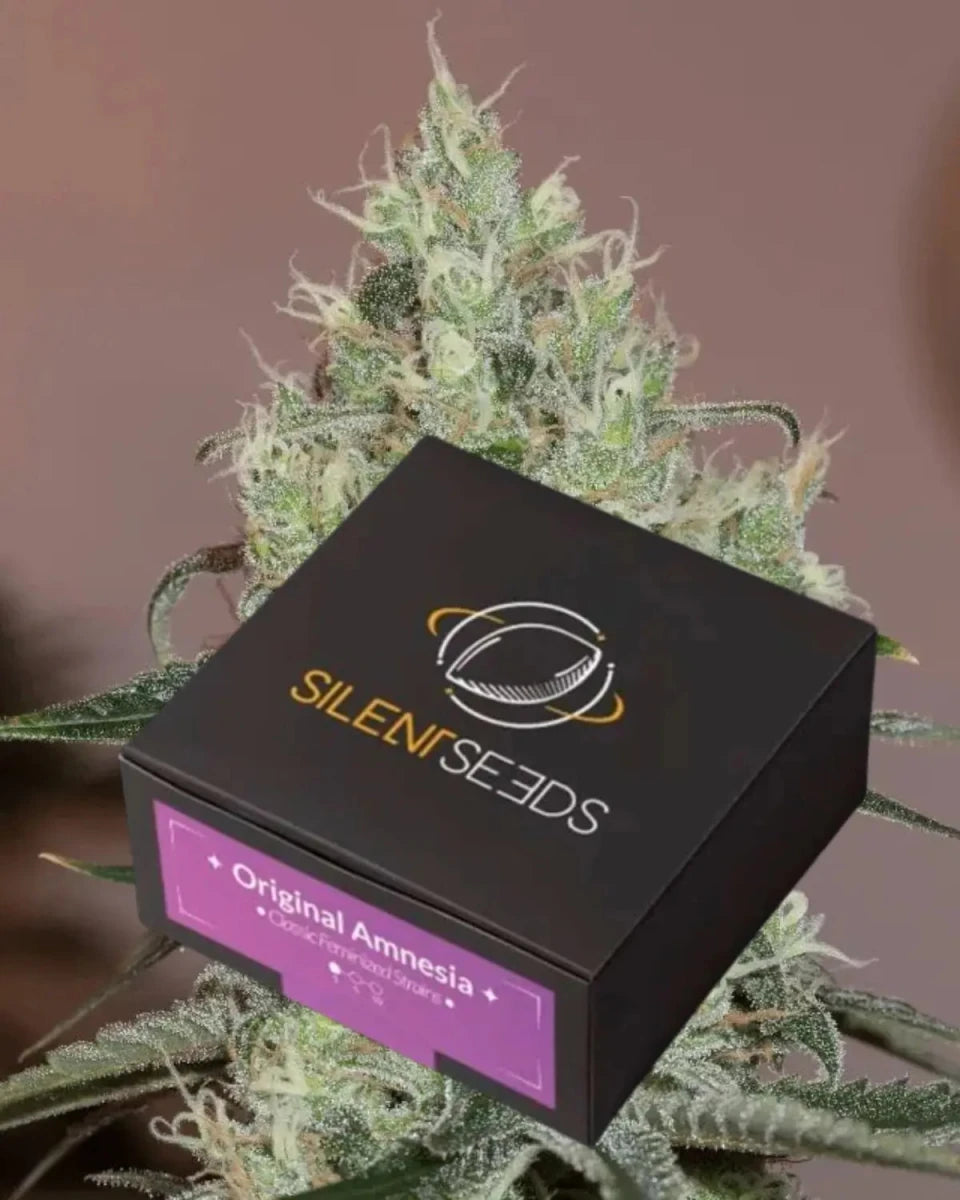 Original Amnesia von Silent Seeds – feminisierte Cannabis Samen