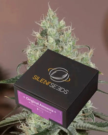 Original Amnesia von Silent Seeds – feminisierte Cannabis Samen