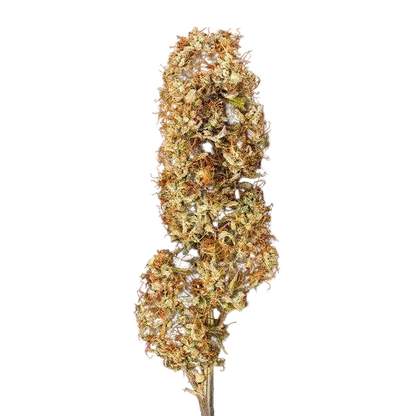 orion-f1-cannabis-samen