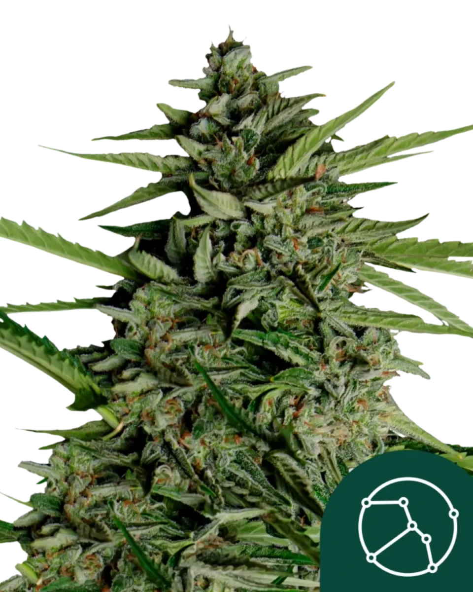 Erntereife Blüte von Orion F1