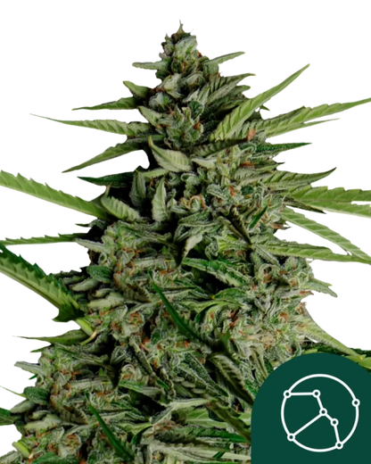 Erntereife Blüte von Orion F1