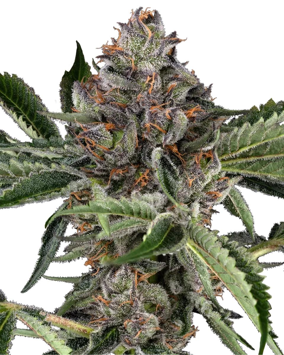 Papaya Jealousy Cannabisblüte, dichter Bud mit orangefarbenen Stempeln und Harzbelag