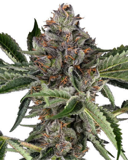 Papaya Jealousy Cannabisblüte, dichter Bud mit orangefarbenen Stempeln und Harzbelag