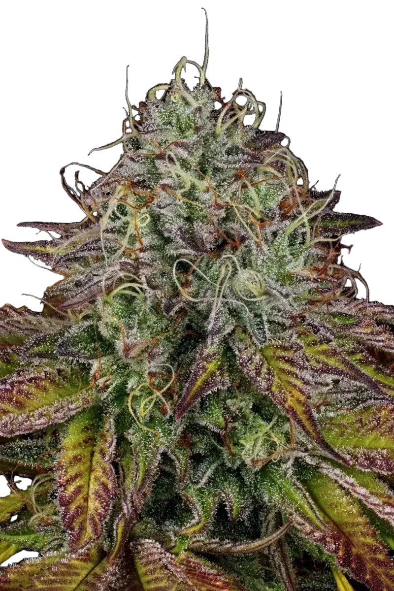 Paradise Seeds Apricot Candy, feminisierte Cannabis Samen