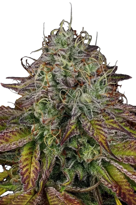 Paradise Seeds Apricot Candy, feminisierte Cannabis Samen