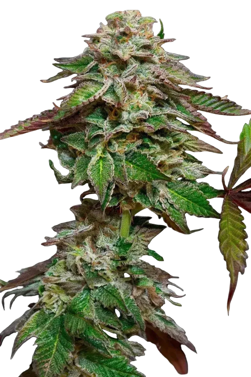 Blue Gem Paradise Seeds