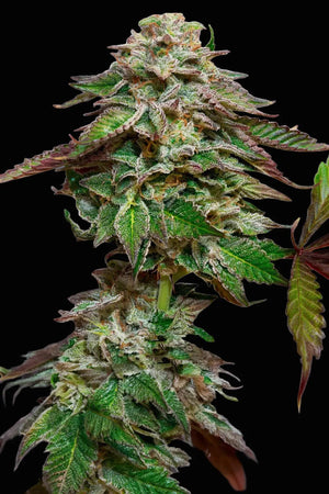 blue-gem-paradise-seeds