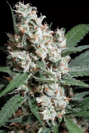 la-amnesia-paradise-seeds