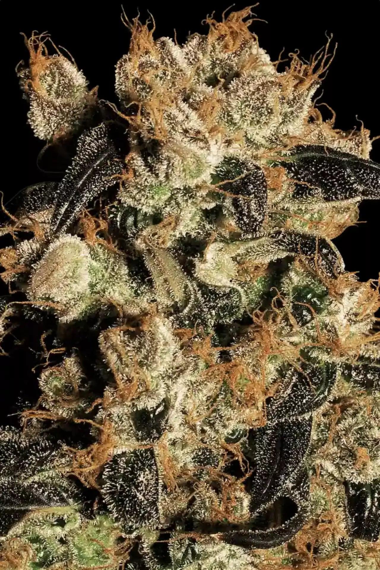 paradise-seed-white-berry