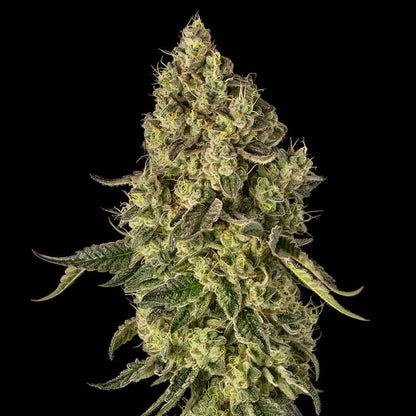 Silent Seeds Peach Cake Cannabis Samen
