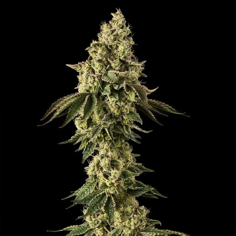 Silent Seeds Peach Cake Cannabis Samen