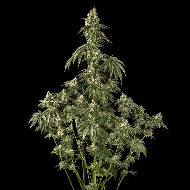 Silent Seeds Peach Cake Cannabis Samen