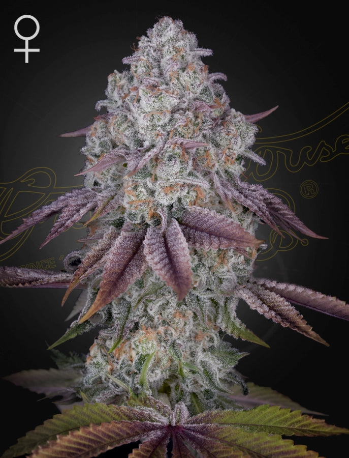 Persian Pie Cannabis Samen von Green House Seeds