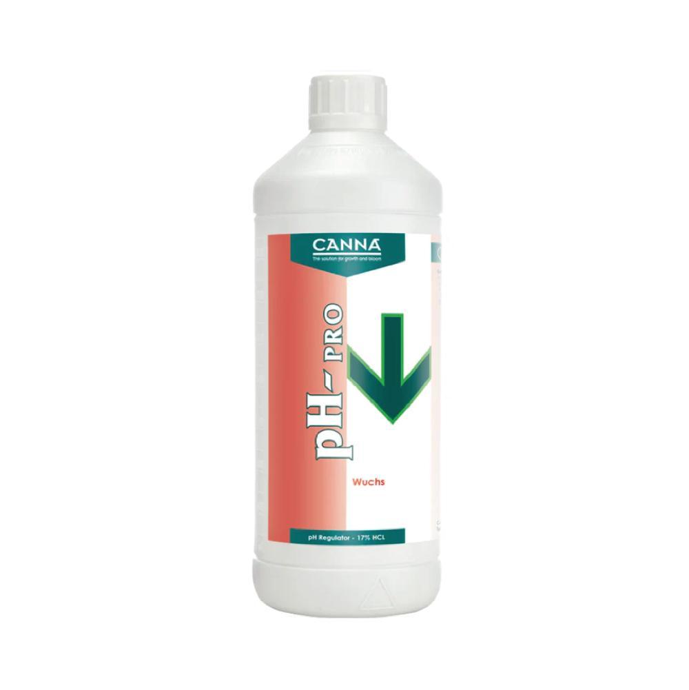 canna-ph-minus-17-wuchs