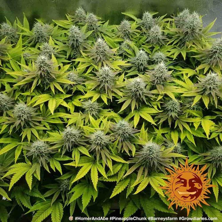 pineapple-chunk-hanfsamen