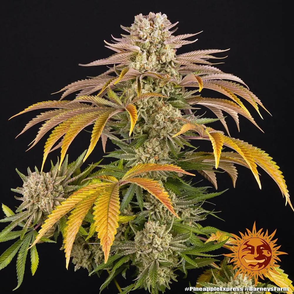 Pineapple Express von Barney's Farm – sativabetonte Sorte mit über 25 % THC