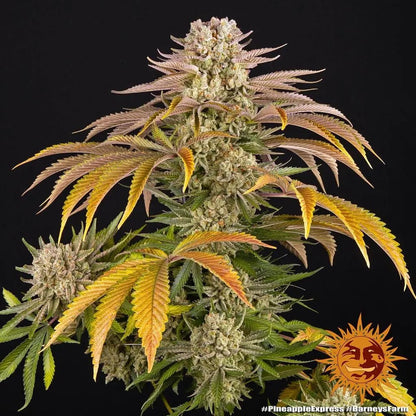 Pineapple Express von Barney's Farm – sativabetonte Sorte mit über 25 % THC