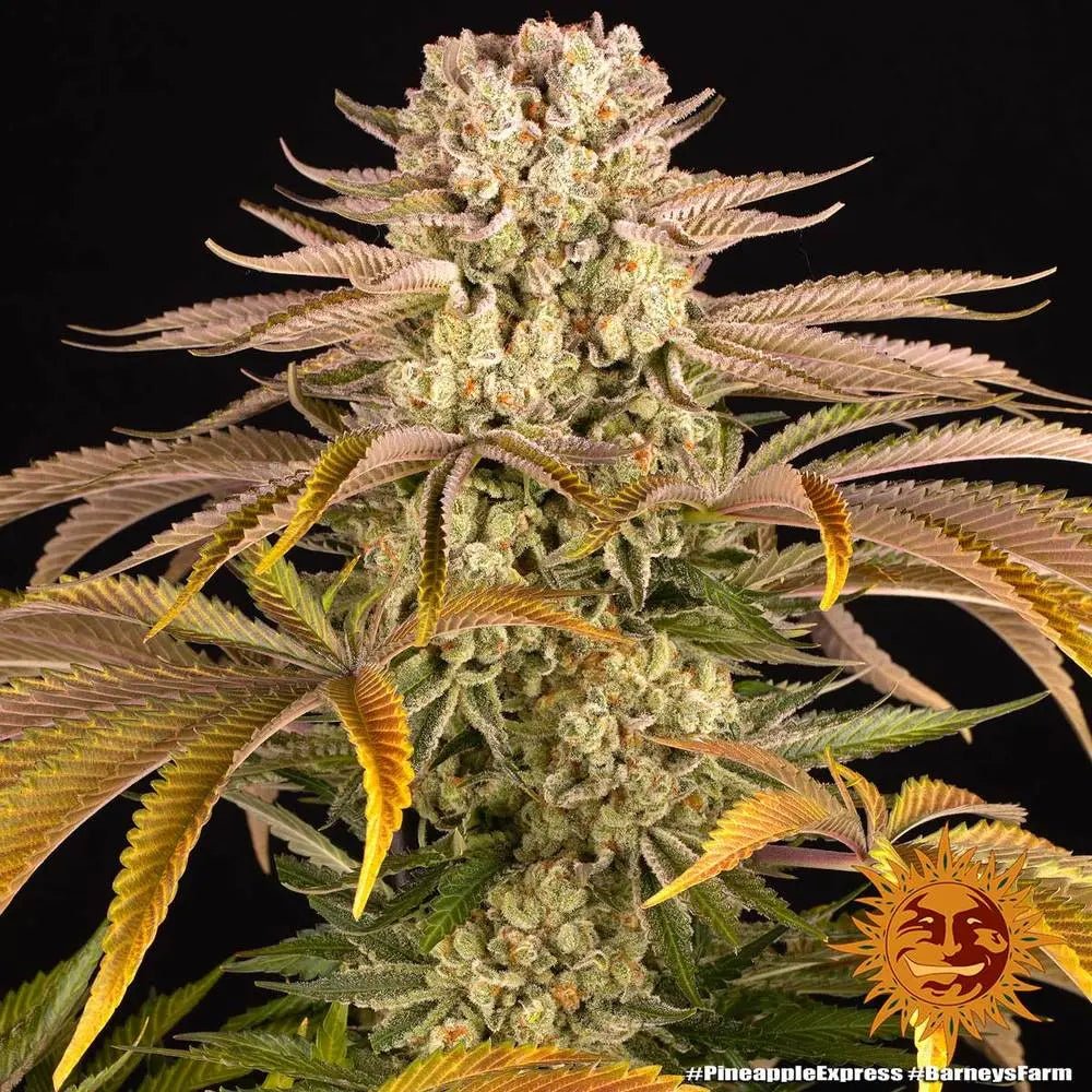 Pineapple Express Samen von Barney's Farm, Packung mit 3 feminisierten Samen
