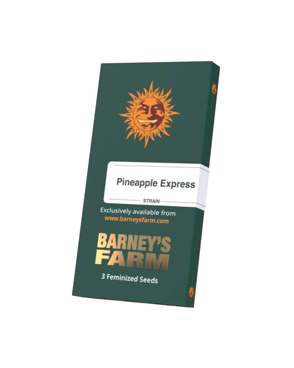 Pineapple Express Cannabissamen von Barney's Farm – feminisierte Sorte mit tropischem Ananas-Aroma