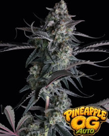Pineapple OG Auto von Fast Buds – autoflowering, hybride Cannabissamen mit tropischer Ananas-Note.