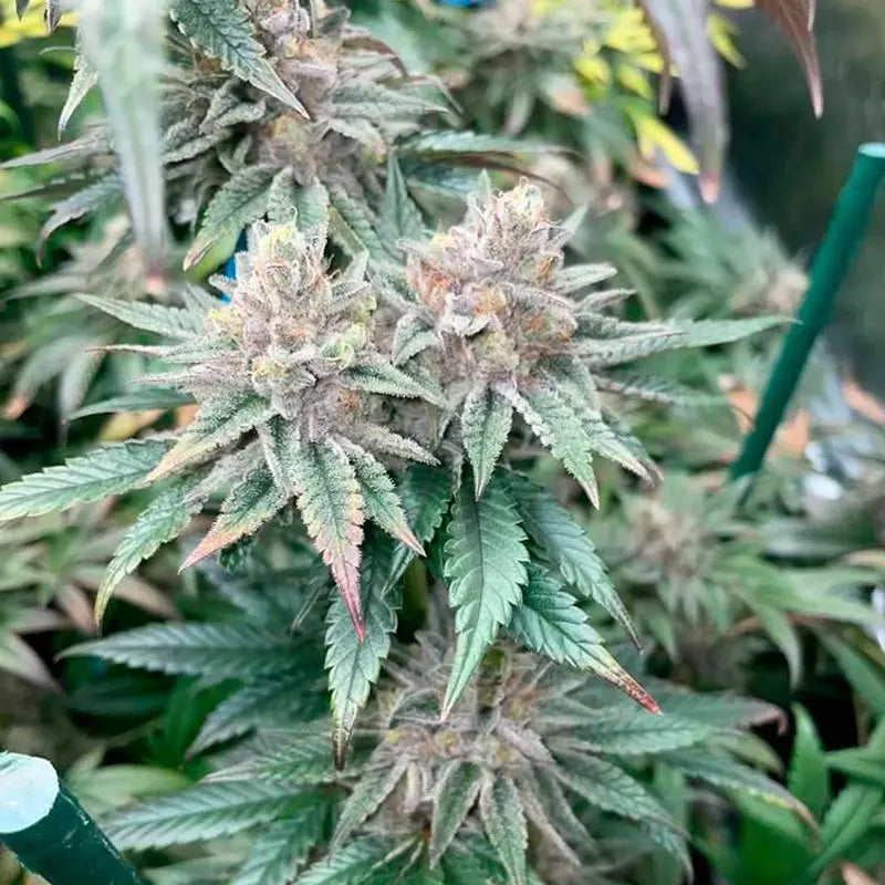 Silent Seeds Pink Sunset Cannabis Samen