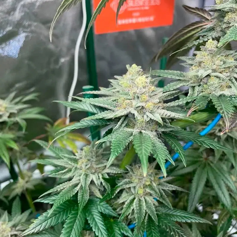 Silent Seeds Pink Sunset Cannabis Samen